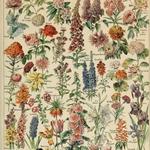 Crested Butte Wild Flower Festival
