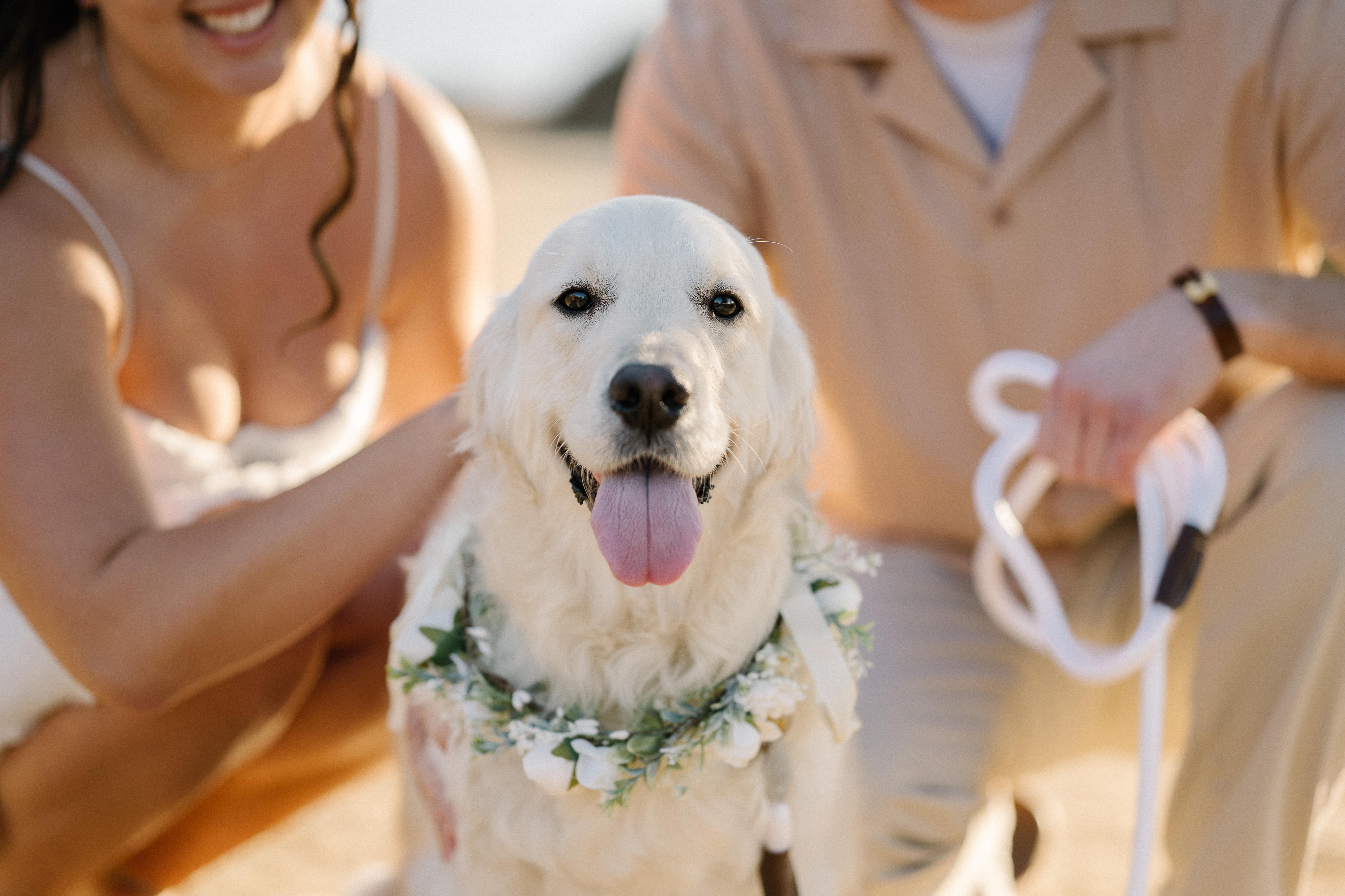 The Wedding Website of Sarah Hyndman and Jack Mailloux