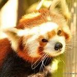 Greenville Zoo