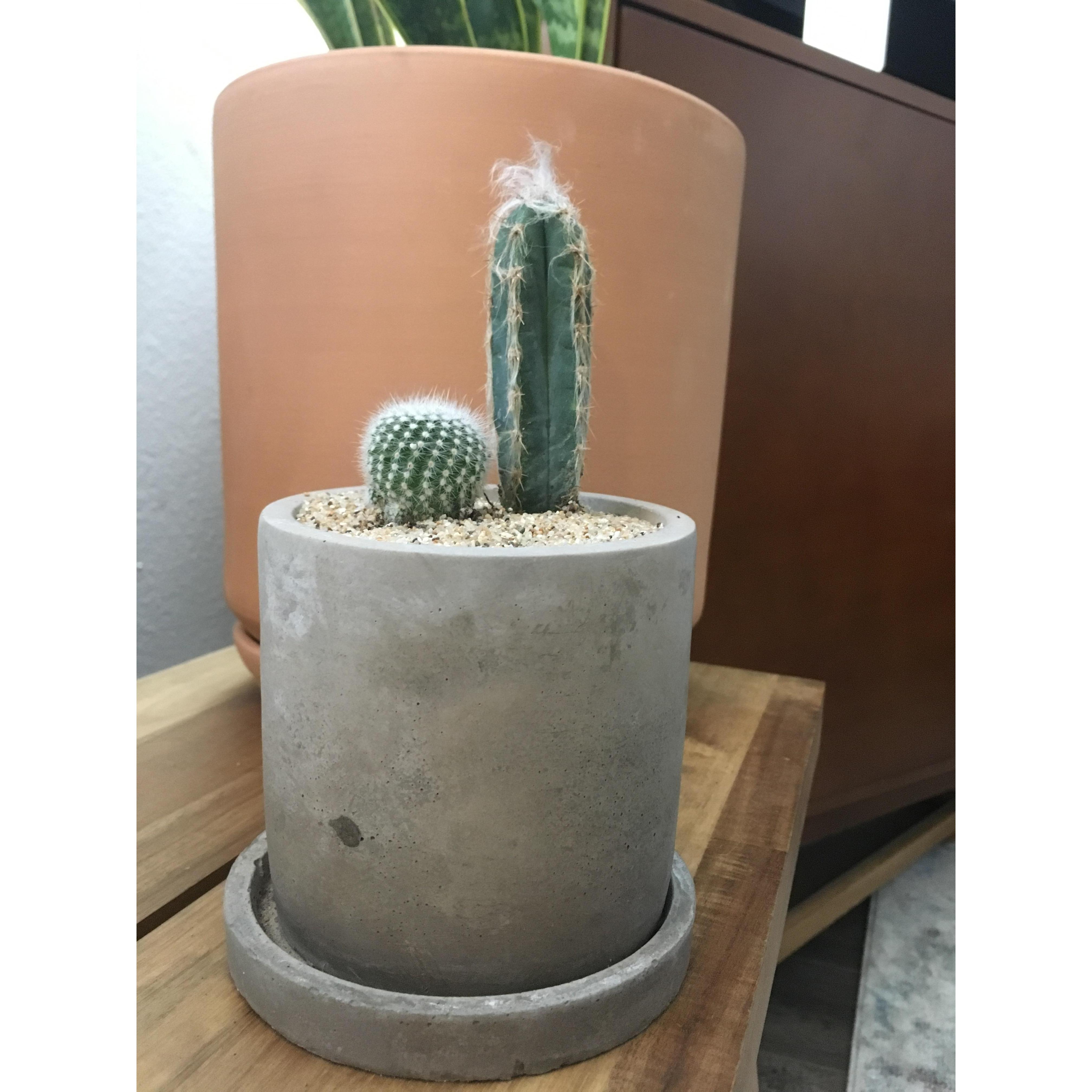 Us in plant form.