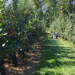 Giamarese Farm & Orchards