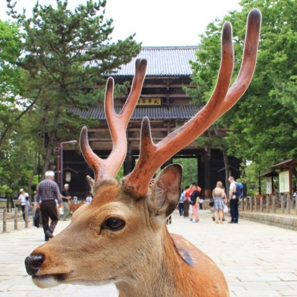 Day Trip to Nara to feed the deer !!