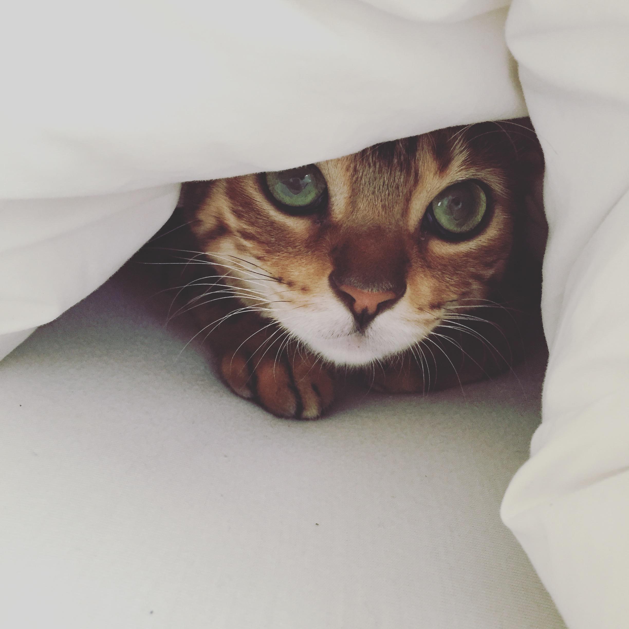 Kiko - our sweet kitty