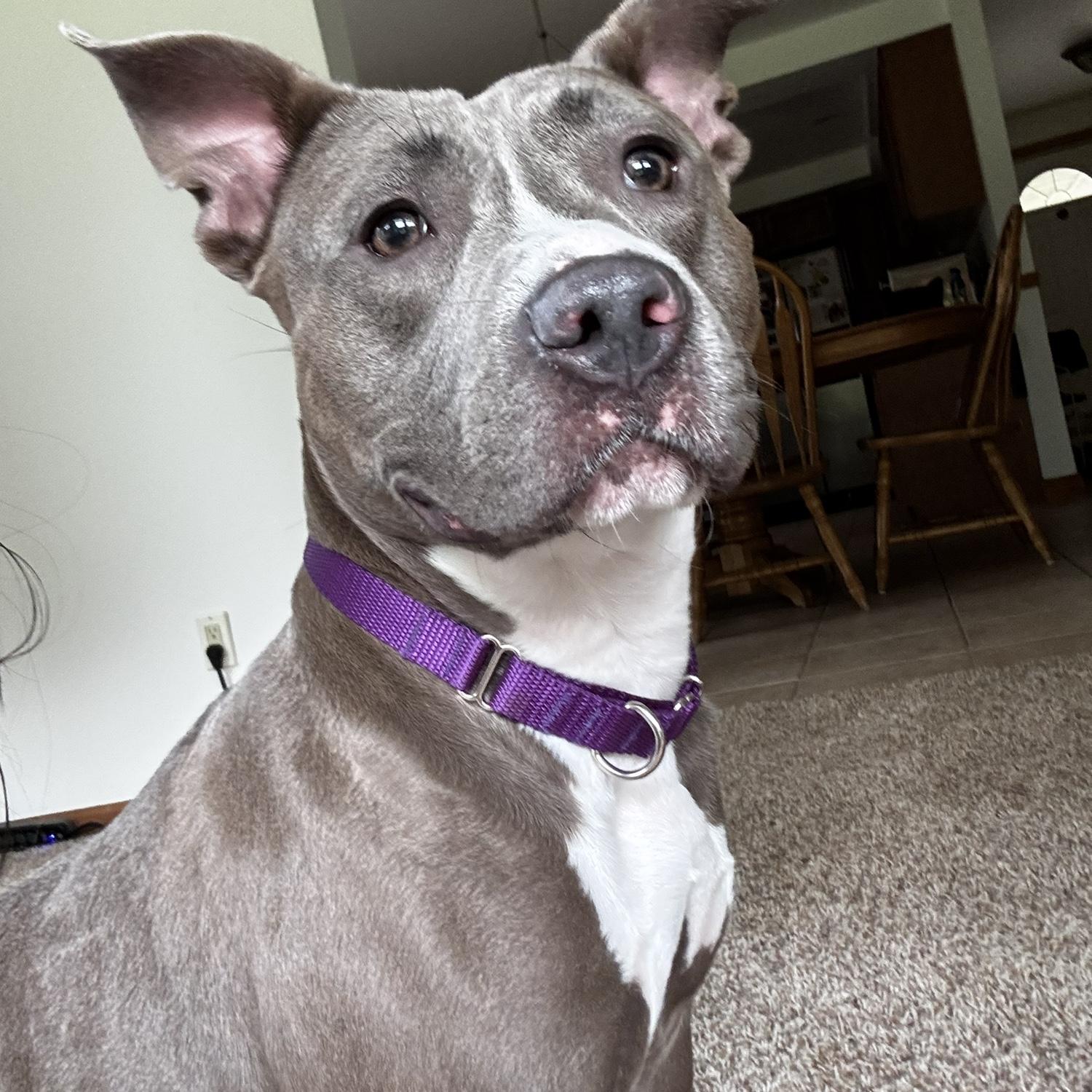 Our newest fur baby, Judy 🐾