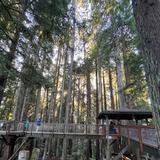 Redwood Sky Walk at Sequoia Park Zoo