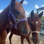 Tropical Trail Rides