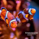 Monterey Bay Aquarium