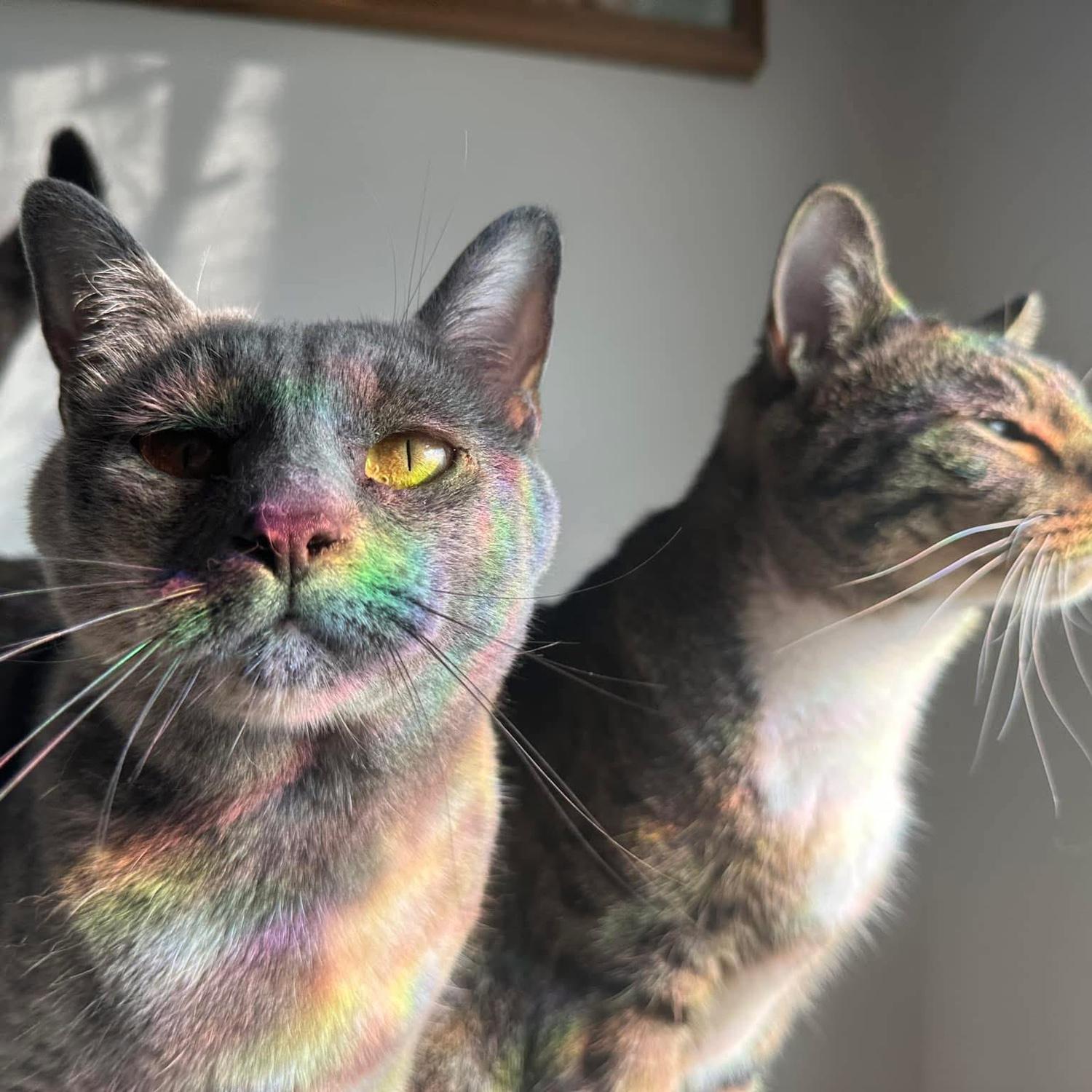 Cleo & Bubba