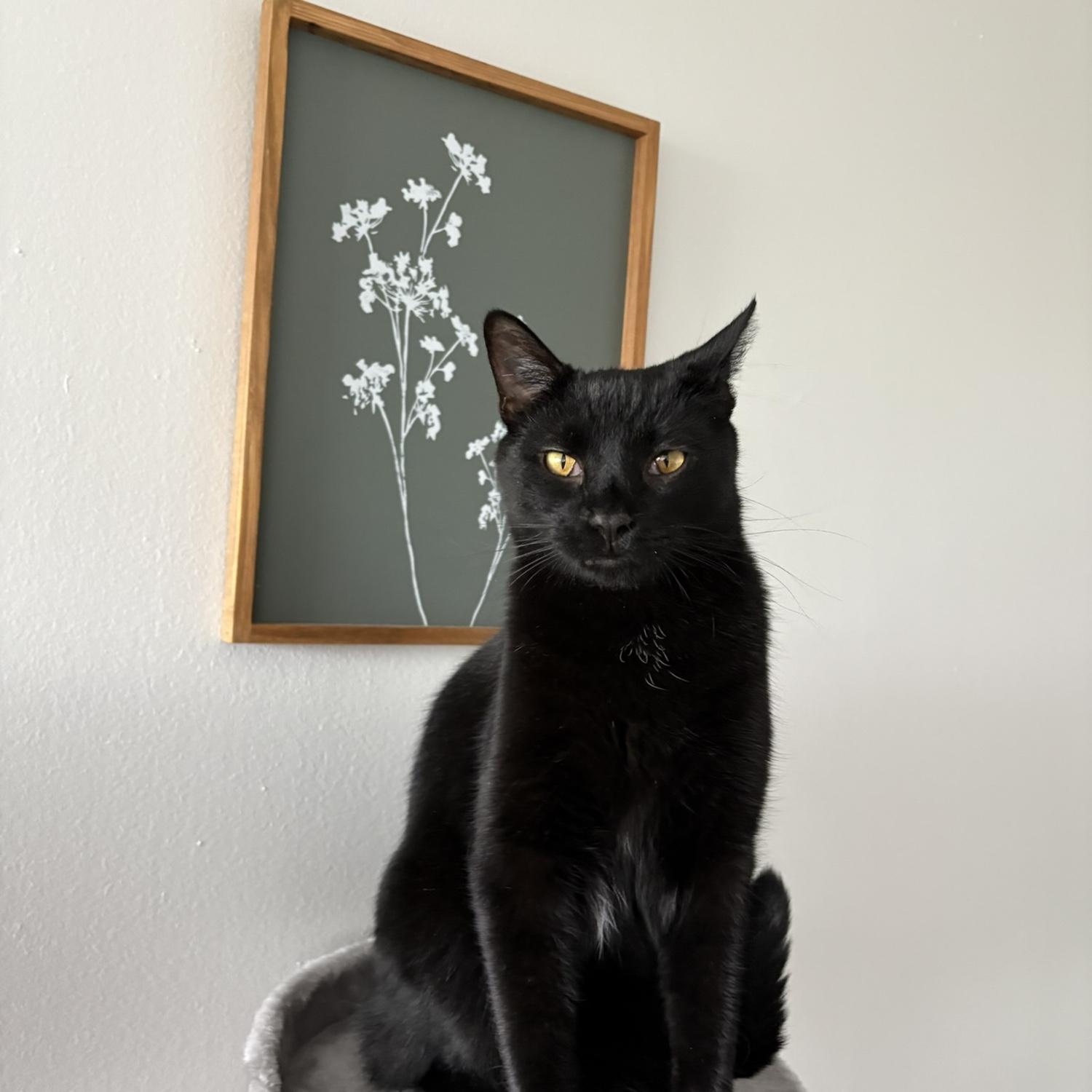Pumpkin needed a friend, so we adopted her a brother, Binx!
