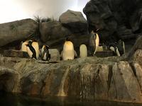 Saint Louis Zoo