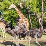 Fort Worth Zoo