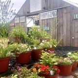 White Barn Farm
