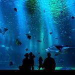 National Aquarium