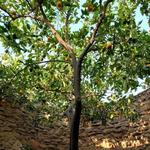 Forestiere Underground Gardens