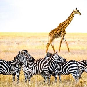 Safari in Tanzania
