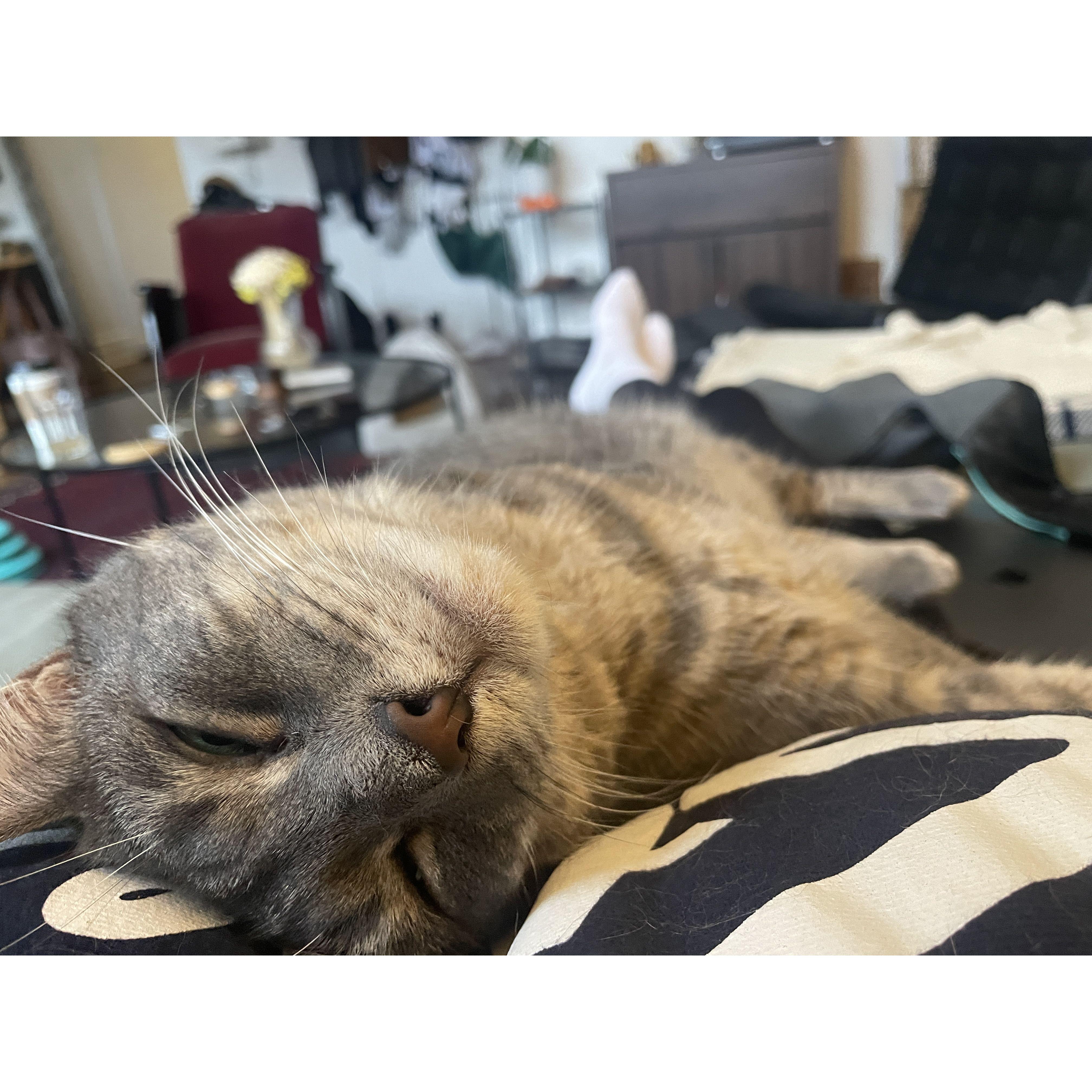 snuggle bug