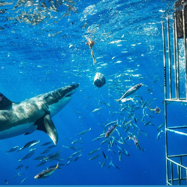 Shark Cage Diving Tour for 2