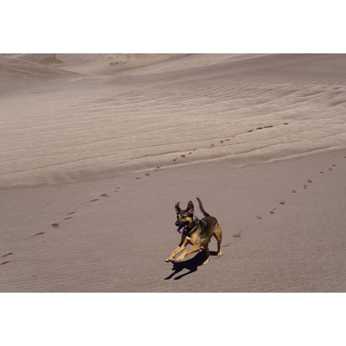 Dewey being the happiest dog in the desert.