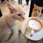 Catzen Coffee