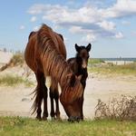 Wild Horse Adventure Tours