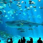 Georgia Aquarium