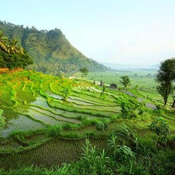 Staying in an Eco Hotel Overlooking Rice Paddies