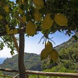 Walk The Path of the Lemons