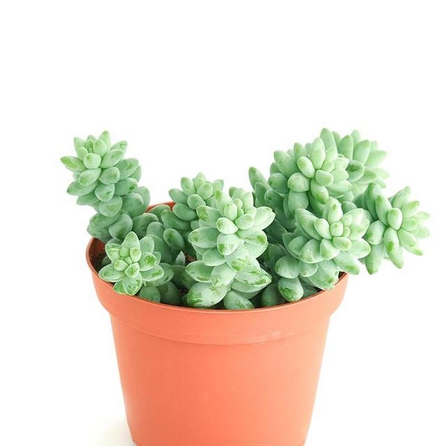 Shop Succulents | String of Succulents Collection | Burrito Sedum/Donkey Tail Live Outdoor/Indoor Hanging Succulent Plant | Fully Rooted in Soil