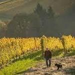 Winderlea Vineyard & Winery