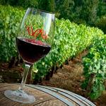 Chelan wine tours and excursions