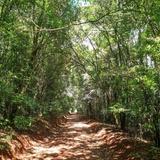 Karura Forest