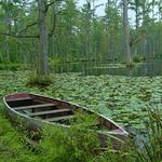 Cypress Gardens