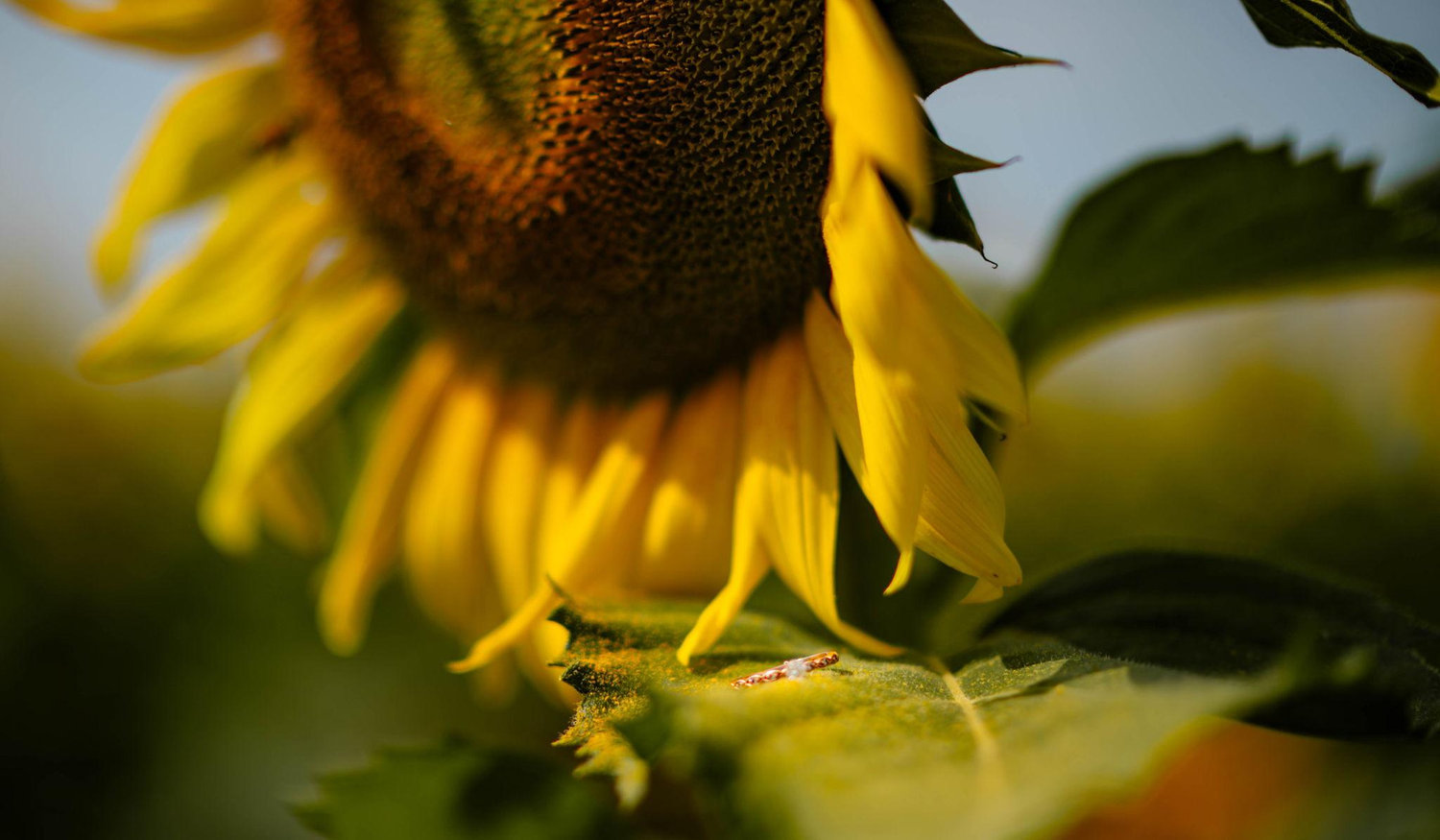 Footer image