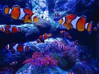 Adventure Aquarium