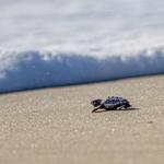 Bald Head Island Conservancy