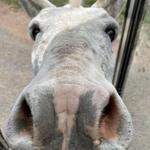Fort Chiswell Animal Park
