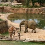 Dallas Zoo
