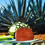 Tequila Express Bus Tour