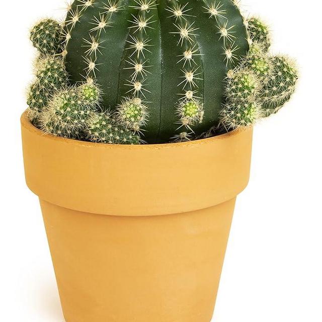 Cactus Plants Live in Clay Cactus Plant Pot, Live Cactus Potted in Cactus Soil Potting Mix, Live Mini Cactus Succulents Plants Live Cacti, Cactus Live Succulents in Succulent Pot by Plants for Pets