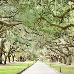 Boone Hall Plantation & Gardens