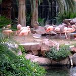 Flamingo Las Vegas Hotel & Casino
