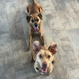 Animal Rescue Project Donation