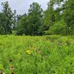 Tyler Arboretum
