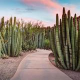 Desert Botanical Garden