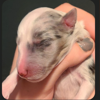 Soon, we'll be adding this little guy to our family! Say hello to Chiron! :)