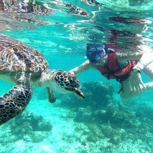 Snorkeling with Sea Turtles for 2