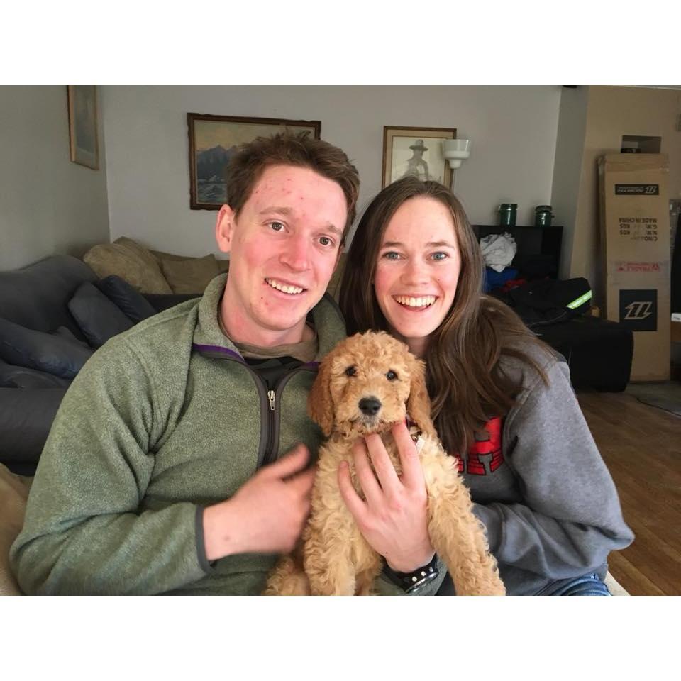 Ellie the goldendoodle - February 2018