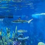 Aquarium of Niagara