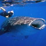 Eco Tours Adventure Whale Shark Tours