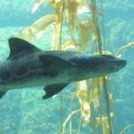 La Jolla Snorkel Rentals and Tours